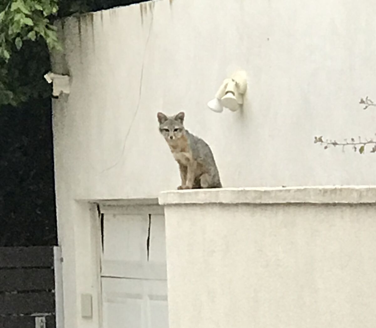Foxes like this one, seen in La Jolla on June 21, have prompted social-media discussions about their behavior.