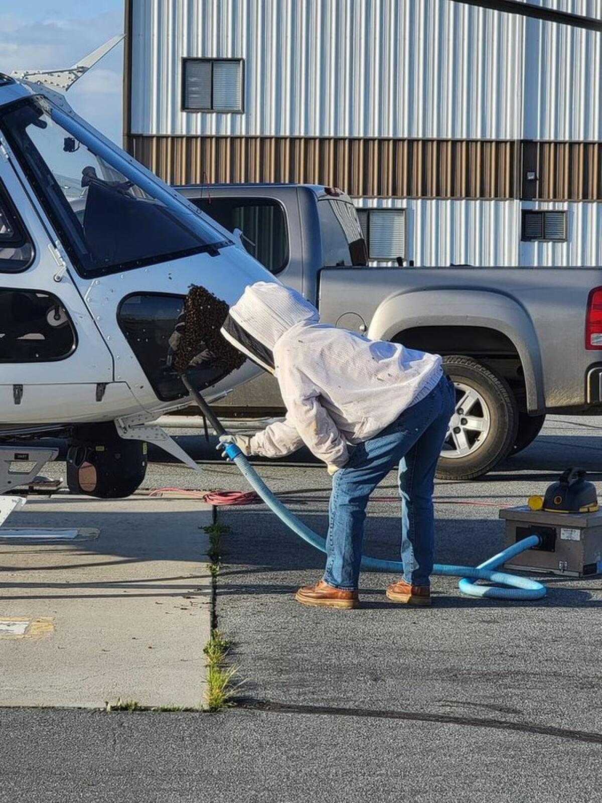 Bee removal expert Suzi Hulsmann uses a vacuum to gently suck a swarm of bees from a CHP helicopter on March 7.