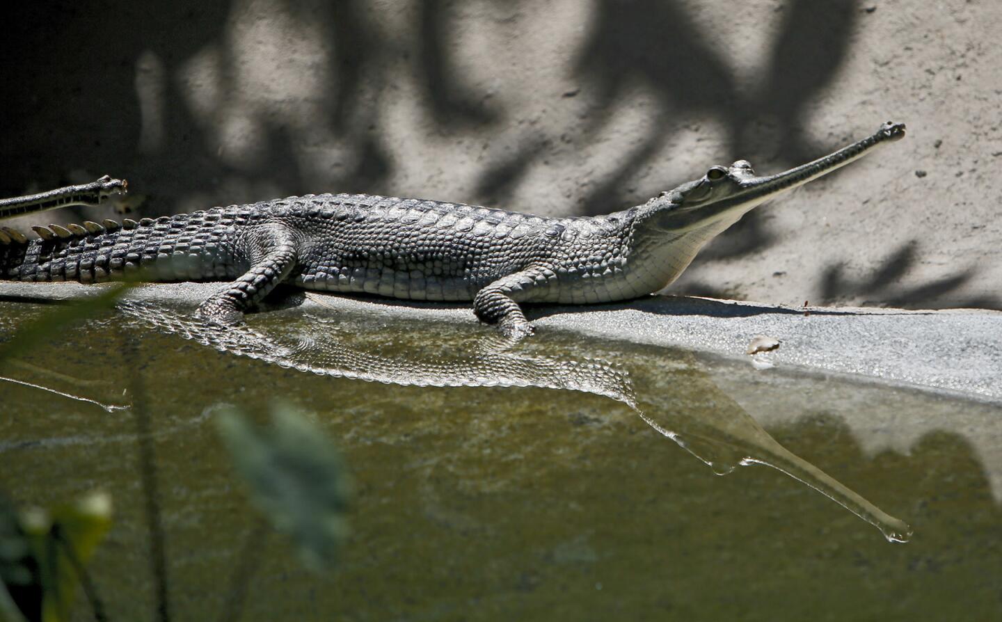 The Los Angeles Zoo held a media day to show off their four India Gharials, a species of critically endangered crocodiles, at the landmark location in Griffith Park, in Los Angeles, on Thursday, May 4, 2017. One male and three females, from a larger group hatched in Madras, India, were sent to the L.A. Zoo, which becomes only one of nine zoos in the Western hemisphere to house the Gharials. These crocodiles have a "long snout filled with about 110 sharp, needle-like teeth made for cutting through the water and catching fish," according to the press release. The Gharials can grow up to 20 feet, making it one of the largest of all crocodilian species.