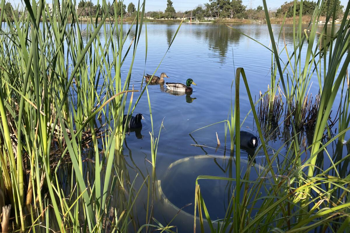 Patos en un lago del parque Earvin "Magic" Johnson en Willowbrook, California, 