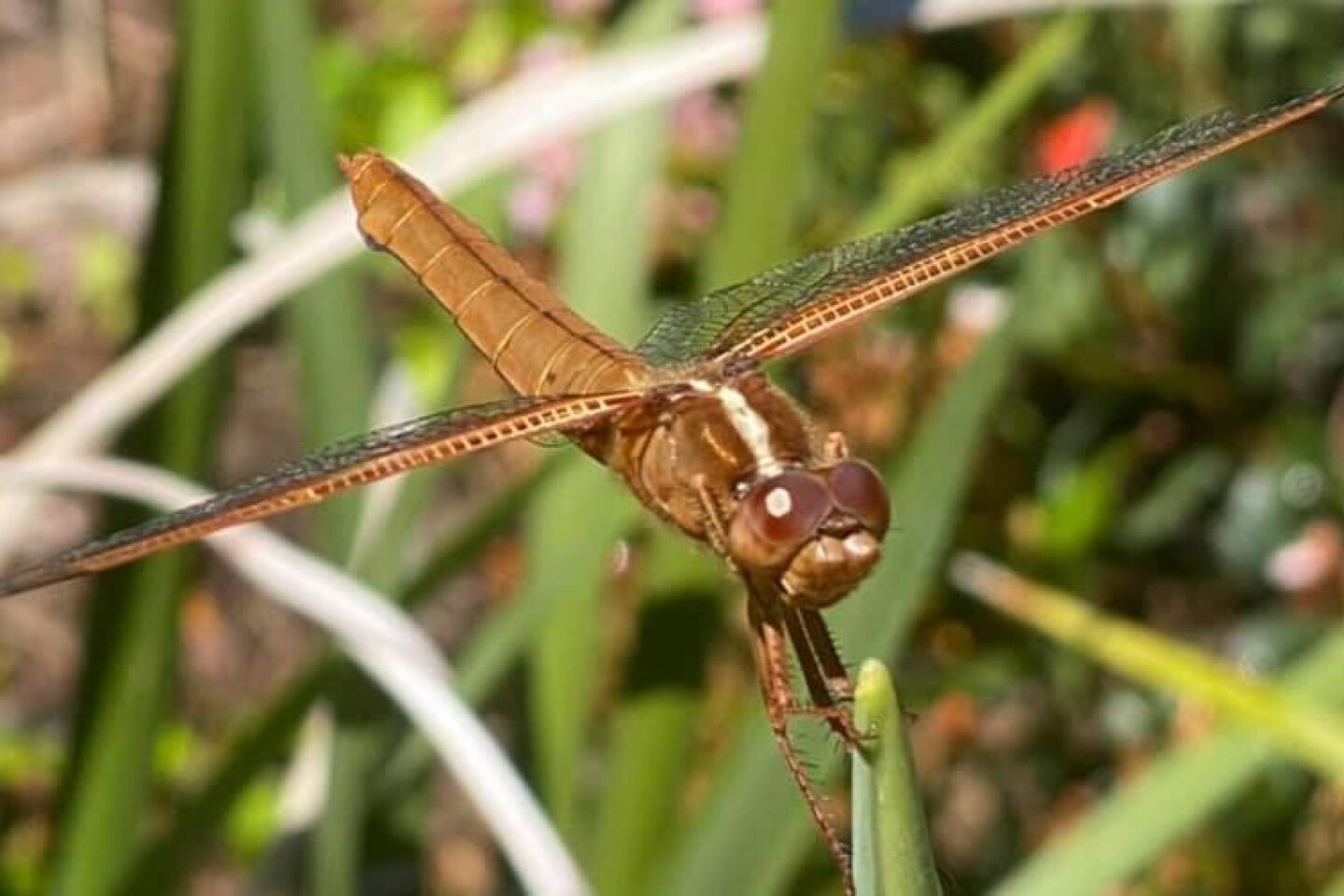 Penny Wilkes dragonfly.jpg