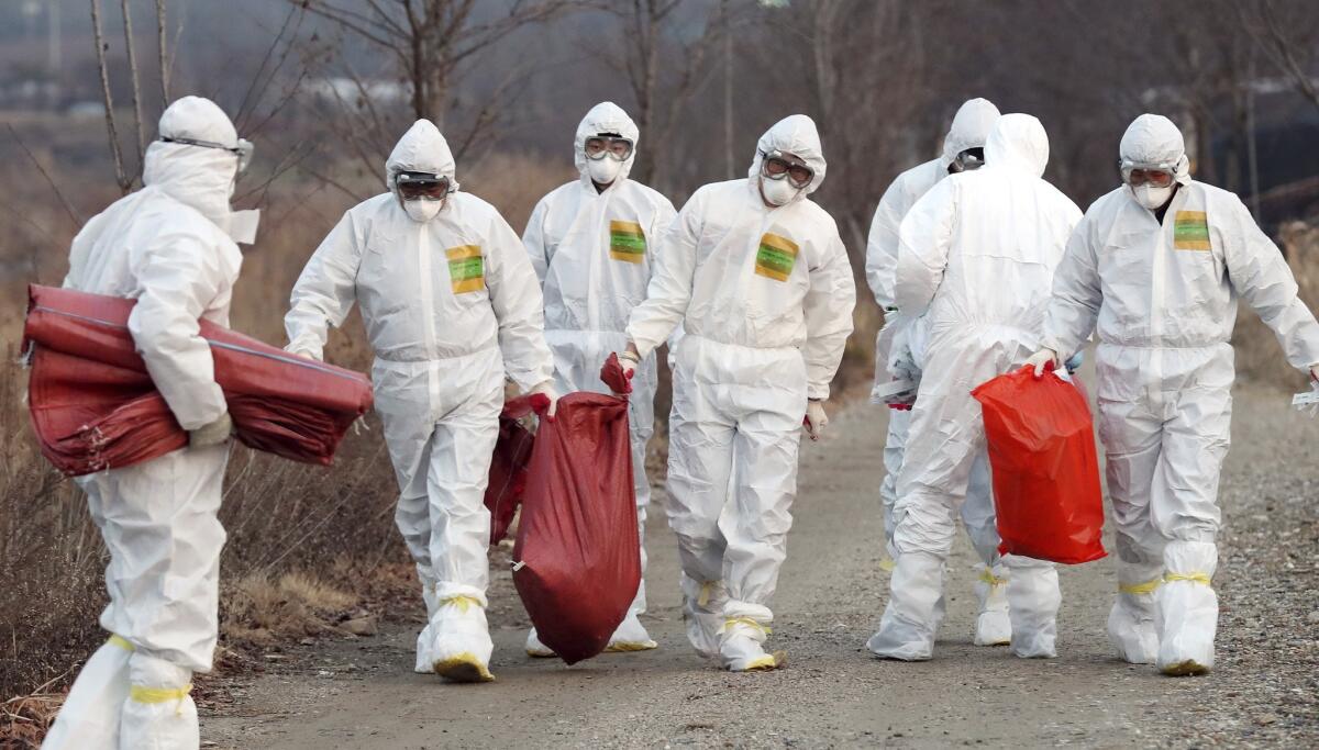 Health officials carry a sack containing dead chickens on Dec. 26, 2016, after the birds were slaughtered at a chicken farm where a suspected case of bird flu was reported in Incheon, South Korea.