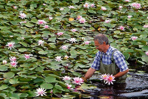 Gardener Joerg Petrowsky picks water lilies from a pond at his water nursery, where every summer the flowers open for about six hours a day, turning the pond into a sea of blooms.