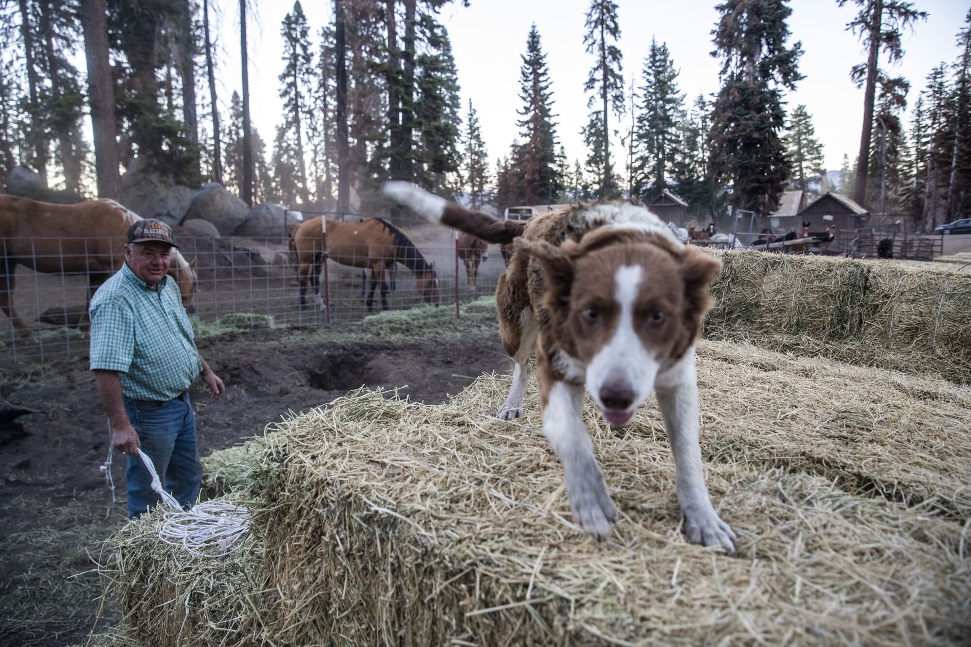 A man looking at a dog standing on stacks of hay