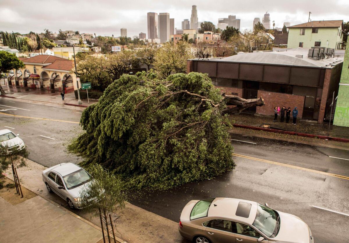 A large tree that was toppled by strong winds sits on its side on Temple Street on Jan. 31.