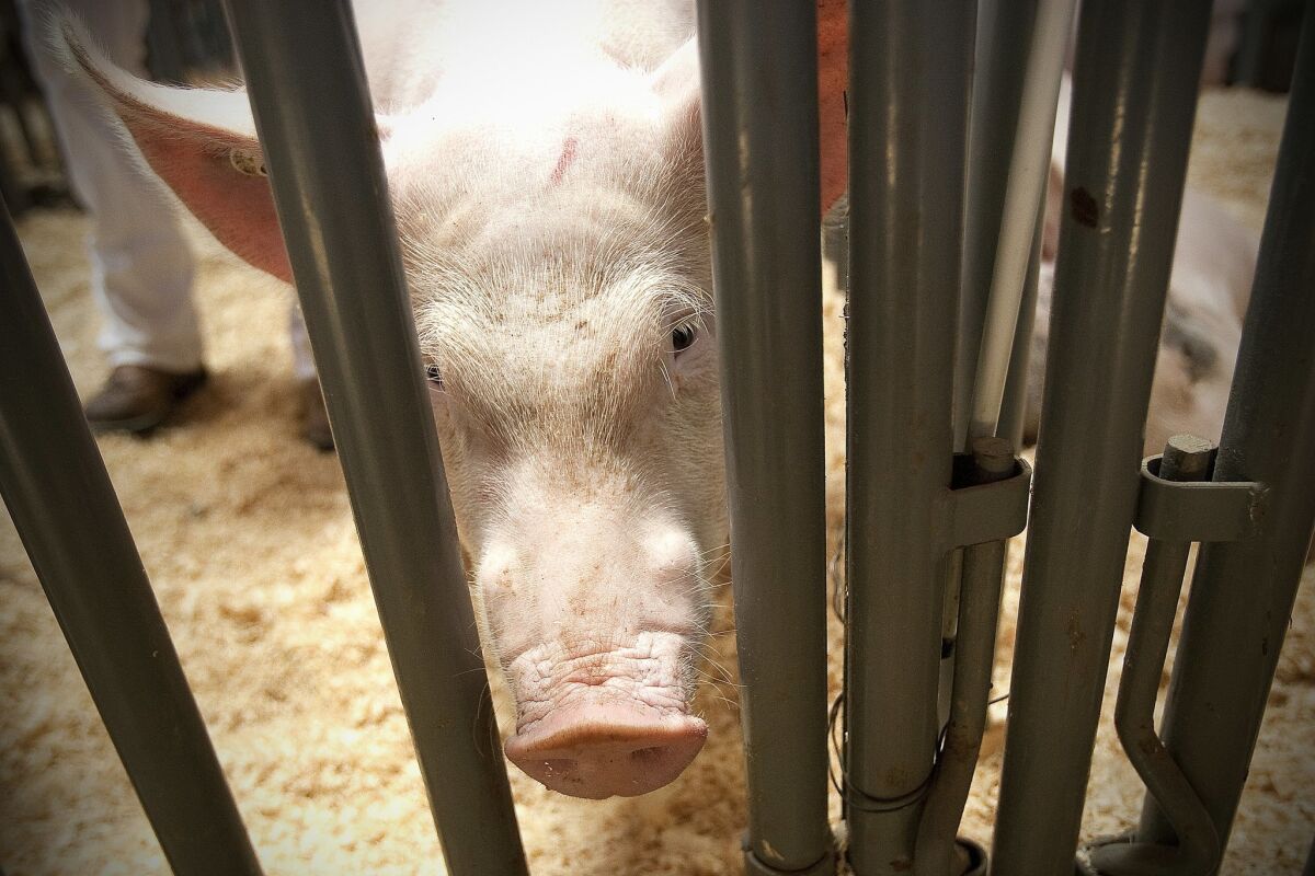 Pigs wait for auction during the Junior Livestock Auction at the San Diego County Fair.