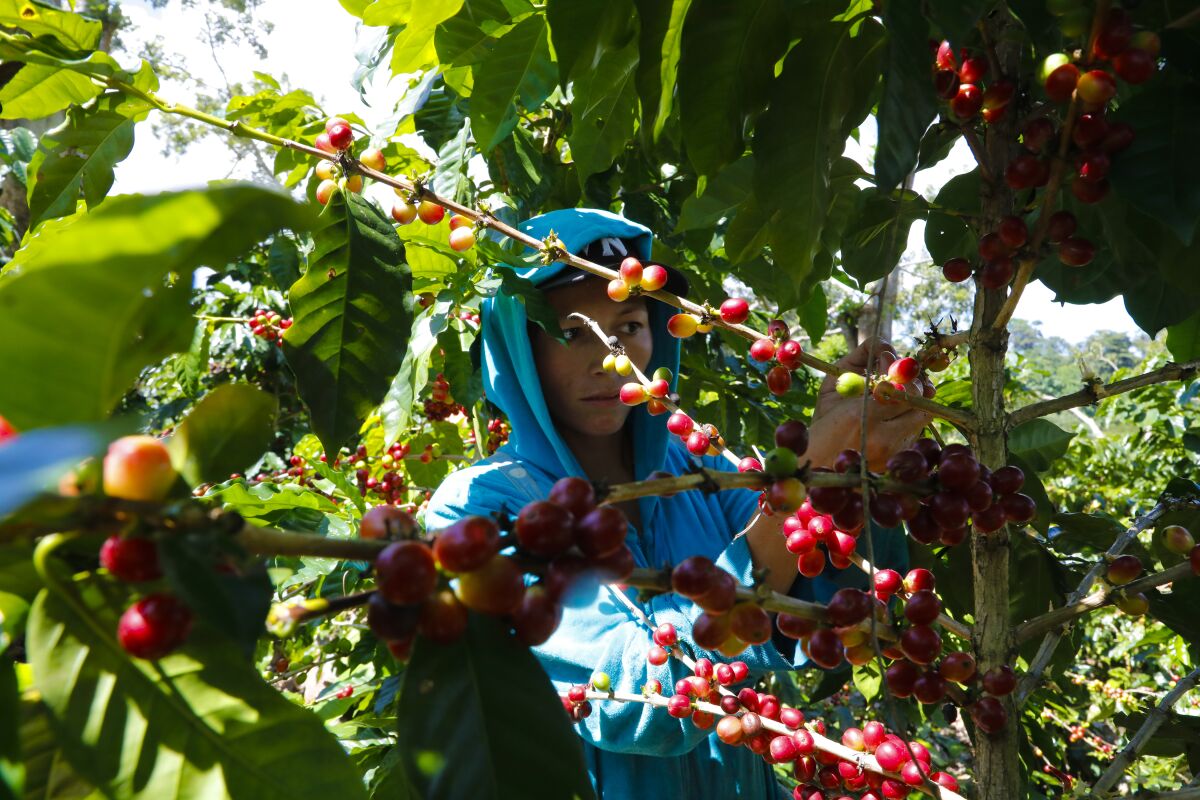In the mountainous city of Matagalpa in Nicaragua, farm workers pick the cherries from coffee plants