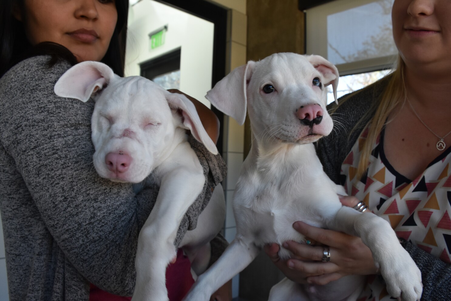 Shelter Seeking Family For Blind Deaf Puppy And Guide Sibling The San Diego Union Tribune