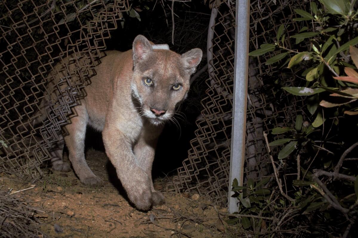 P-22 walks through a break in a chain link fence at night.
