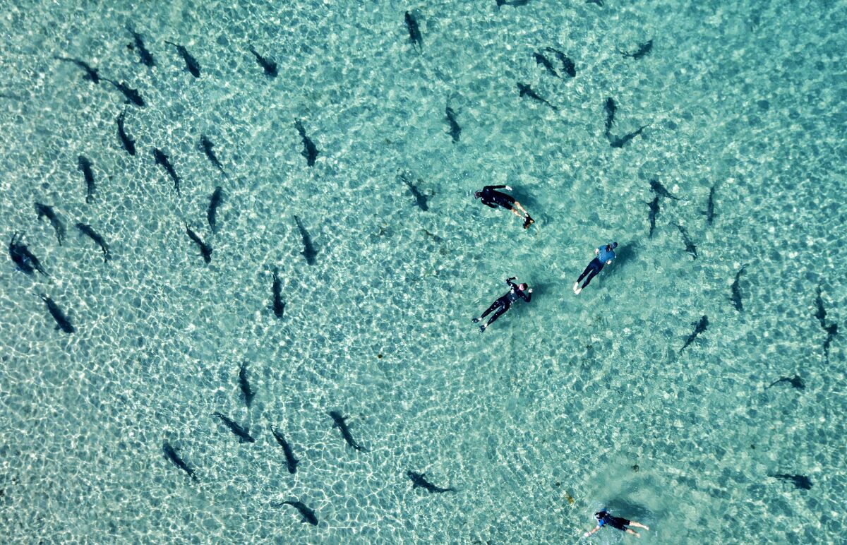 Snorkelers swim with leopard sharks in the clear, shallow water of La Jolla Shores in 2019.