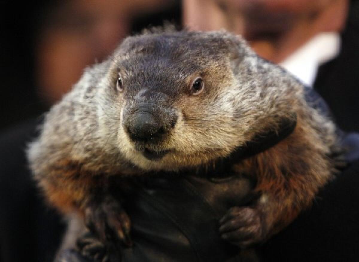 Punxsutawney Phil predicted an early spring -- or did he? Only his handler knows for sure.