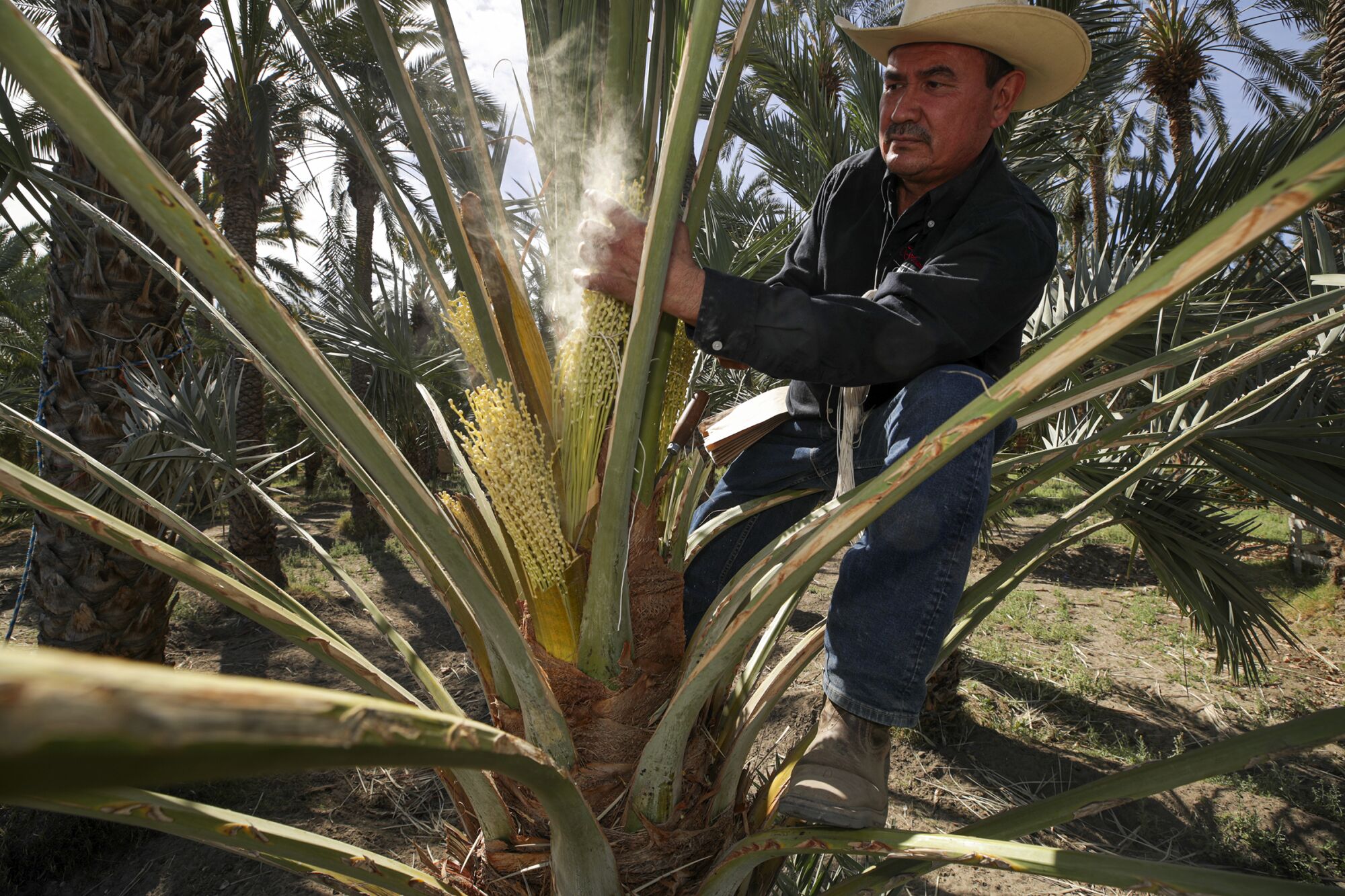 Alvaro Bautista pollinates a medjool date palm by hand at Bautista Family Organic Date Ranch in Mecca.