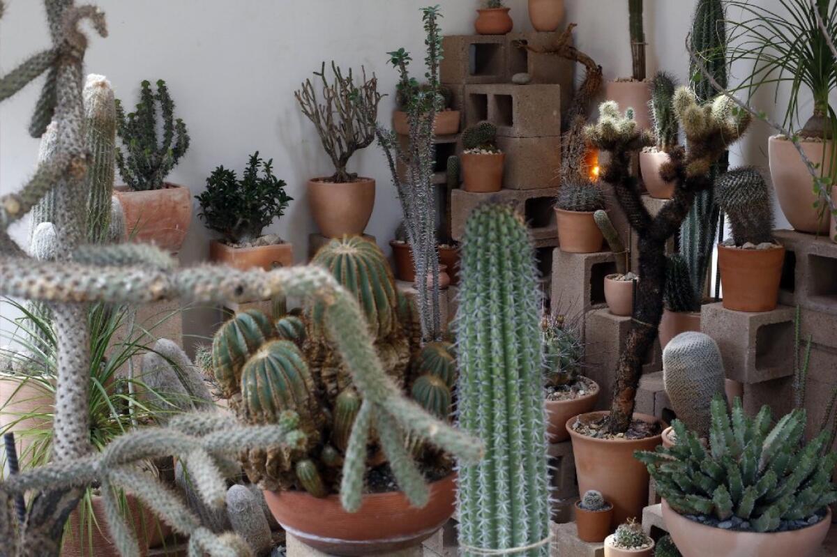 The Cactus Store in Echo Park sells desert-friendly plants.