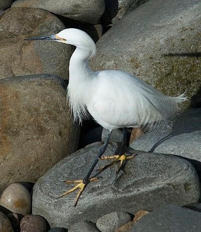 A snowy egret goes for a walk on the rocks.