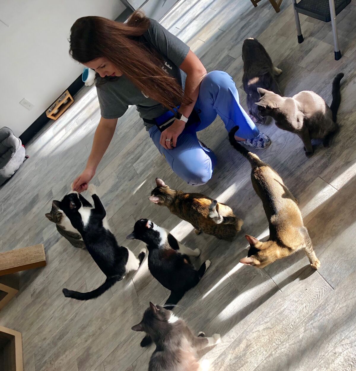 Cristin Tamburo Coll at the CatCafe, where she works on feline behavior.