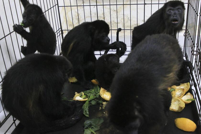 Howler monkeys sit in a cage at a veterinarian clinic after they were rescued amid extremely high temperatures in Tecolutilla, Tabasco state, Mexico, Tuesday, May 21, 2024. Dozens of howler monkeys were found dead in the Gulf coast state while others were rescued by residents who rushed them to a local veterinarian. (AP Photo/Luis Sanchez)