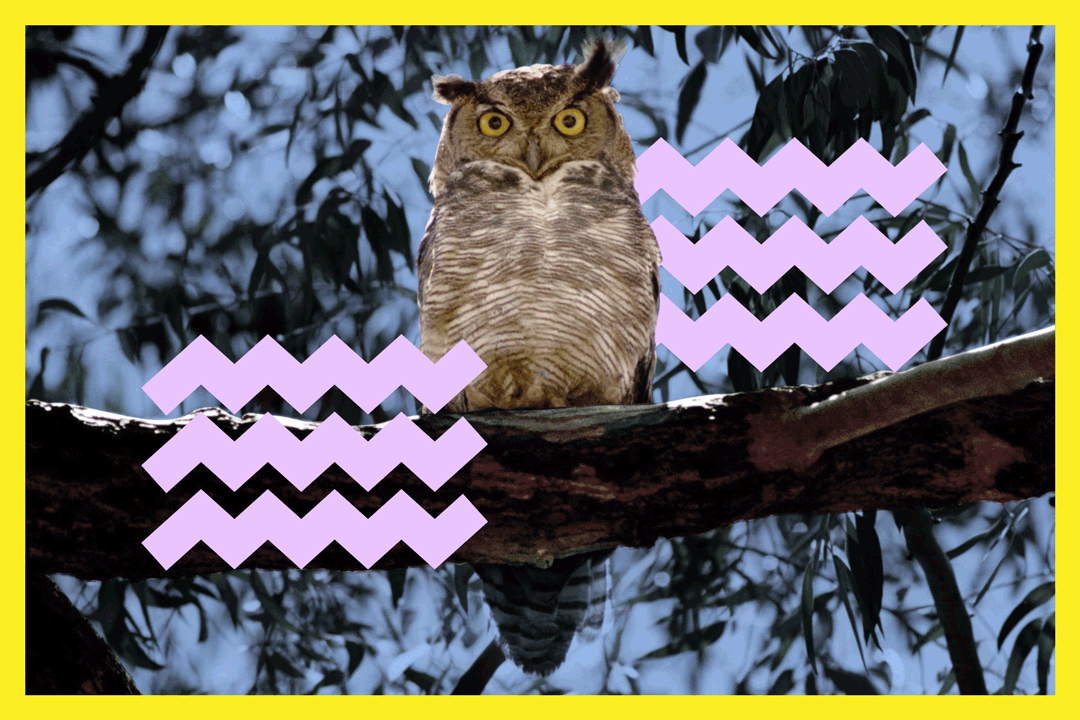 A great-horned owl sits on a tree branch.