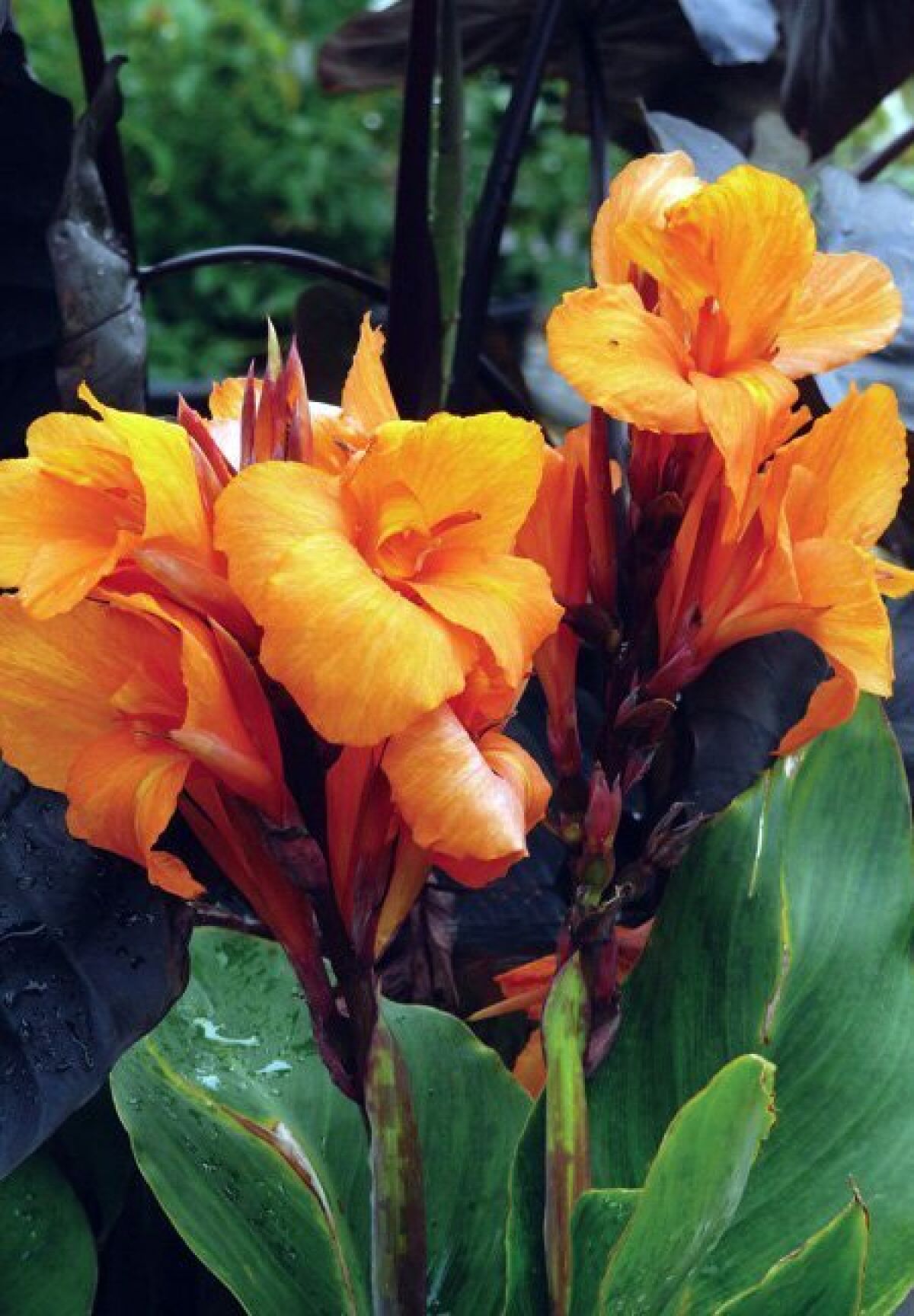 This tangelo canna lily is another tropical plant that thrives in San Diego gardens.