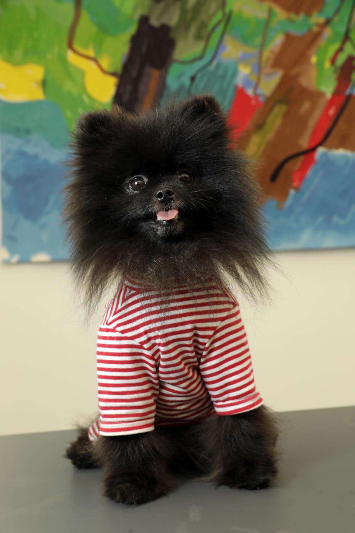 Mishka the Pomeranian attends Frieze Los Angeles