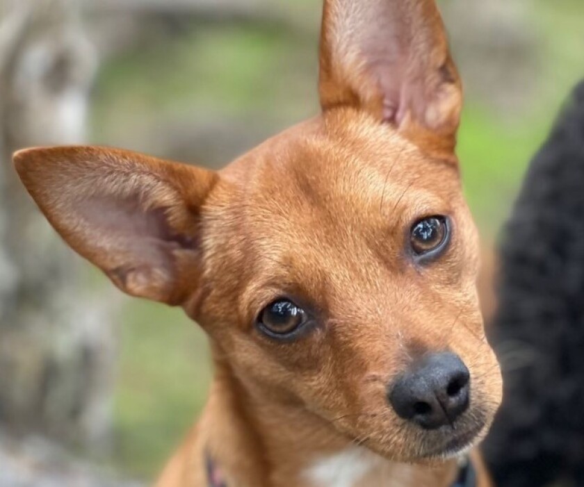 A brown Chihuahua tilts his head