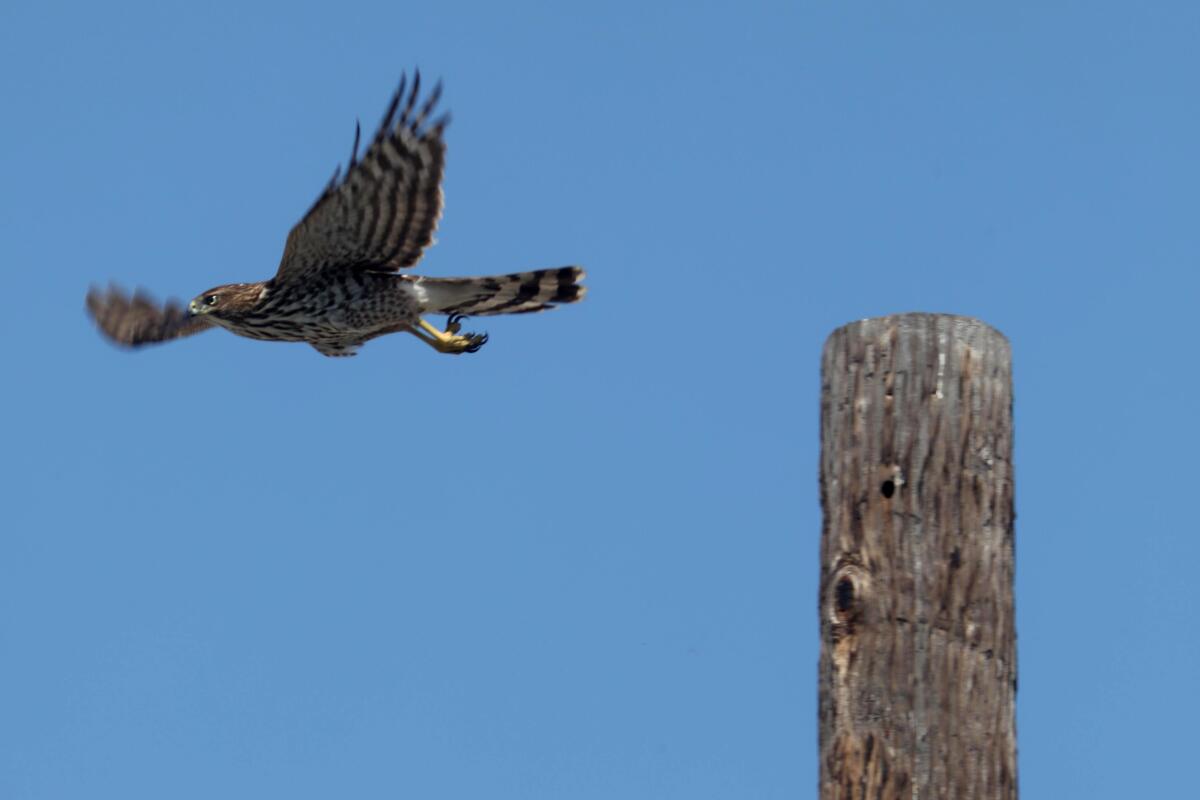 A hawk flies from a telephone pole.
