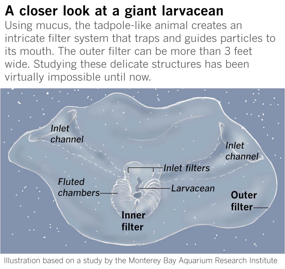 Larváceas gigantes, o Bathochordaeus.