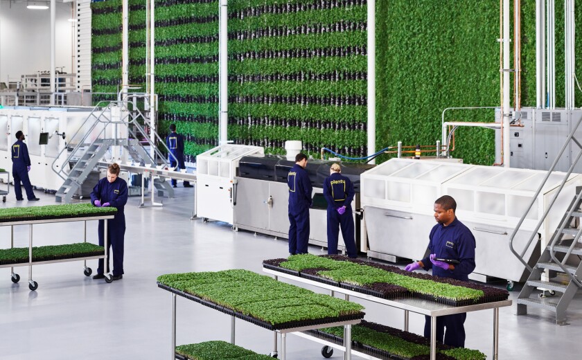 Employees check on produce in a processing room at the Plenty farm in San Francisco.