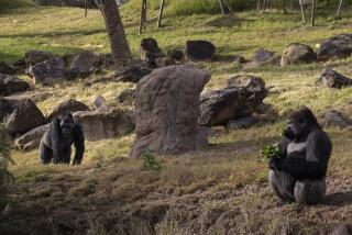 Escondido, California - December 27: Monroe, 11, left, and Frank, 14, forage for lettuce and yams at the San Diego Zoo Safari Park on Tuesday, Dec. 27, 2022 in Escondido, California. The "bachelor gorillas" were becoming aggressive with the another troop and and were recently moved to a three-acre habitat. The San Diego Zoo Safari Park is part of the gorilla Species Survival Plan. There are 51 zoos in the United States that participate in the program. Frank weighs about 400 pounds and Monroe about 320 pounds. (Ana Ramirez / The San Diego Union-Tribune)