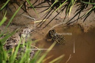 A Dixie Valley toad is seen around the hot spring-fed wetland in the Dixie Valley in Fallon, Nev., Wednesday, May 4, 2022. In a highly unusual move in a legal battle over a Nevada geothermal power plant and an endangered toad, the project’s developer is now asking a judge to allow it to scale back by 80% the original plan U.S. land managers approved last November. (Salwan Georges/The Washington Post via AP)