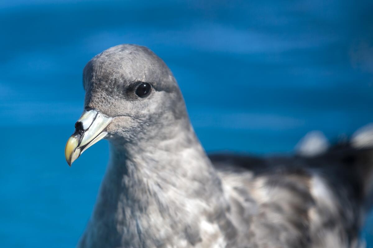 A northern fulmar rescued in June, was released Friday by staff from the Wetlands & Wildlife Care Center.