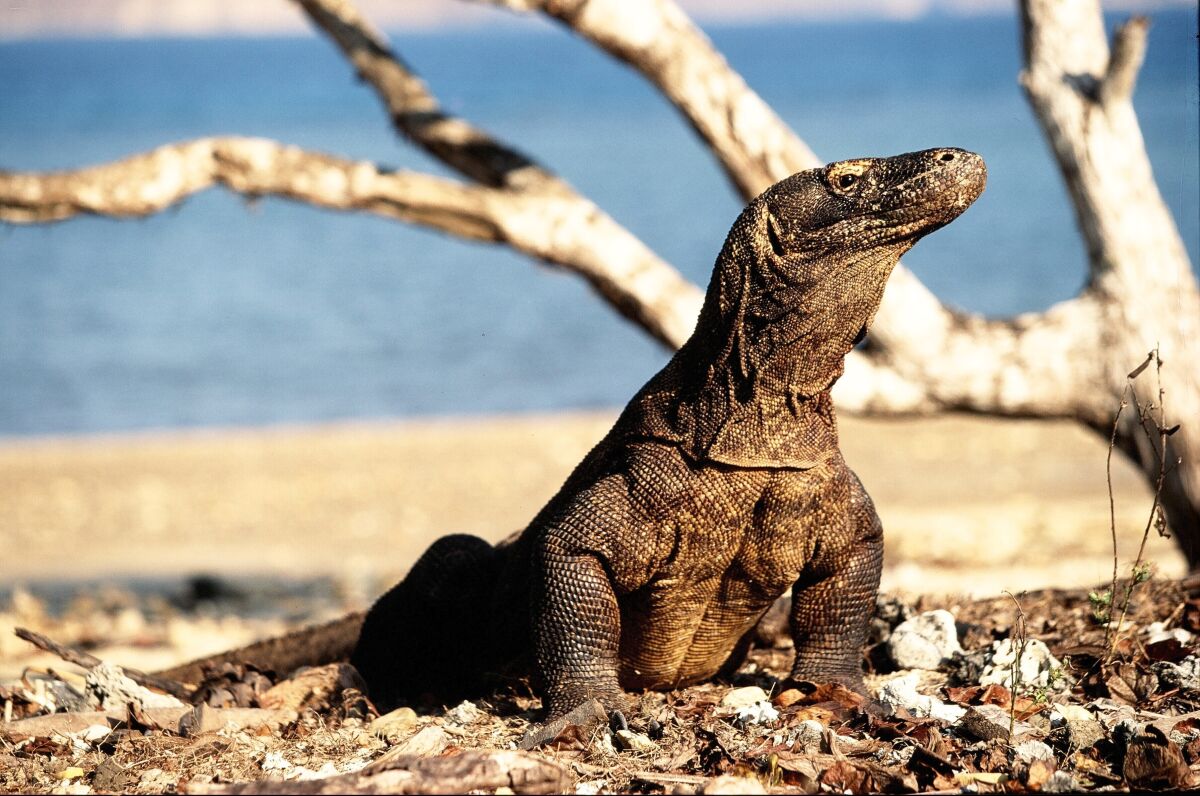 A Komodo dragon lifts its face to the sun.