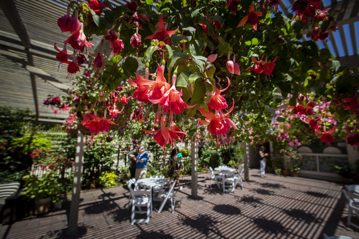 Hanging baskets of Fuchsia flowers in the tea garden at the Sherman Library & Gardens.
