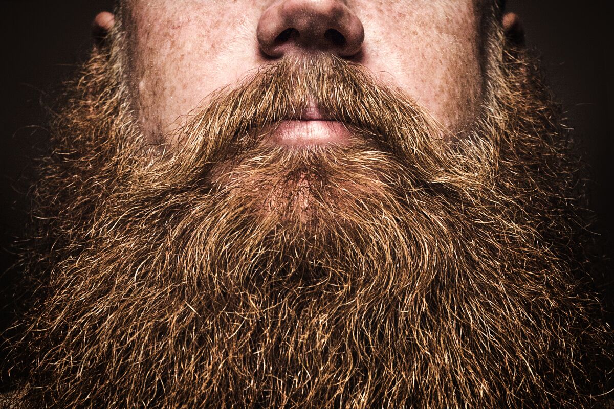 A close up portrait of a mans large red beard