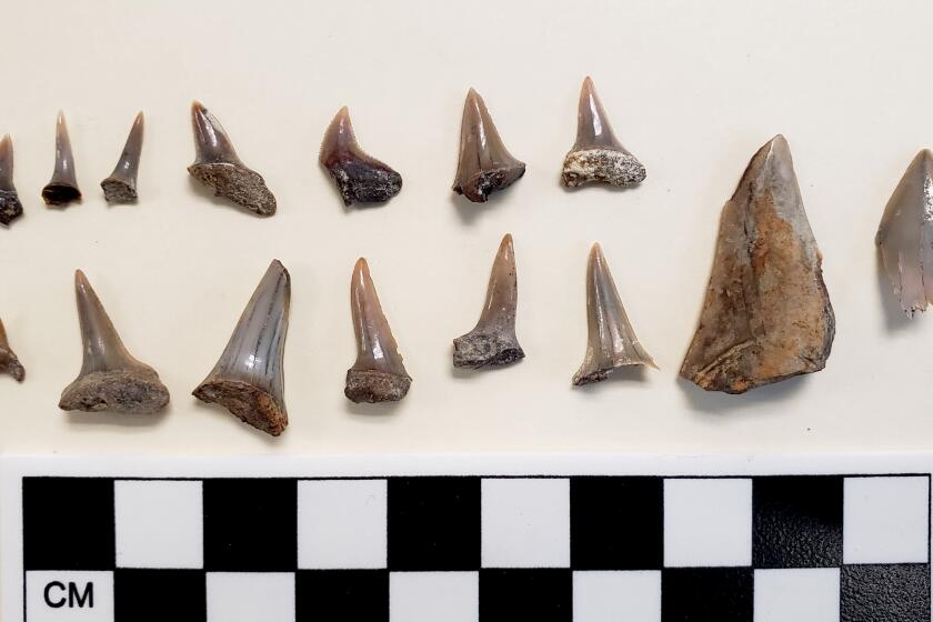 Photo shows fossils, juvenile megalodon shark teeth on right (2), great white ancestor and mako sharks in middle, and smaller sharks on left, that were recovered from San Pedro High School.