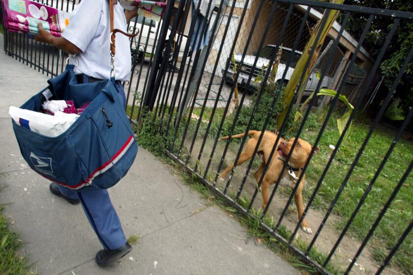 Genaro Molina –– – 063956.ME.0502.dog1.GEM A pitbull dog keeps a watchful eye on mail carrier Linda Heyman while she delivers mail along E. 112th Street in Watts Friday afternoon. Heyman has stopped delivering mail to one block in the area due to a pitbull that attacked her on her rounds. Residents on the block have not received their mail for the past two and a half weeks.