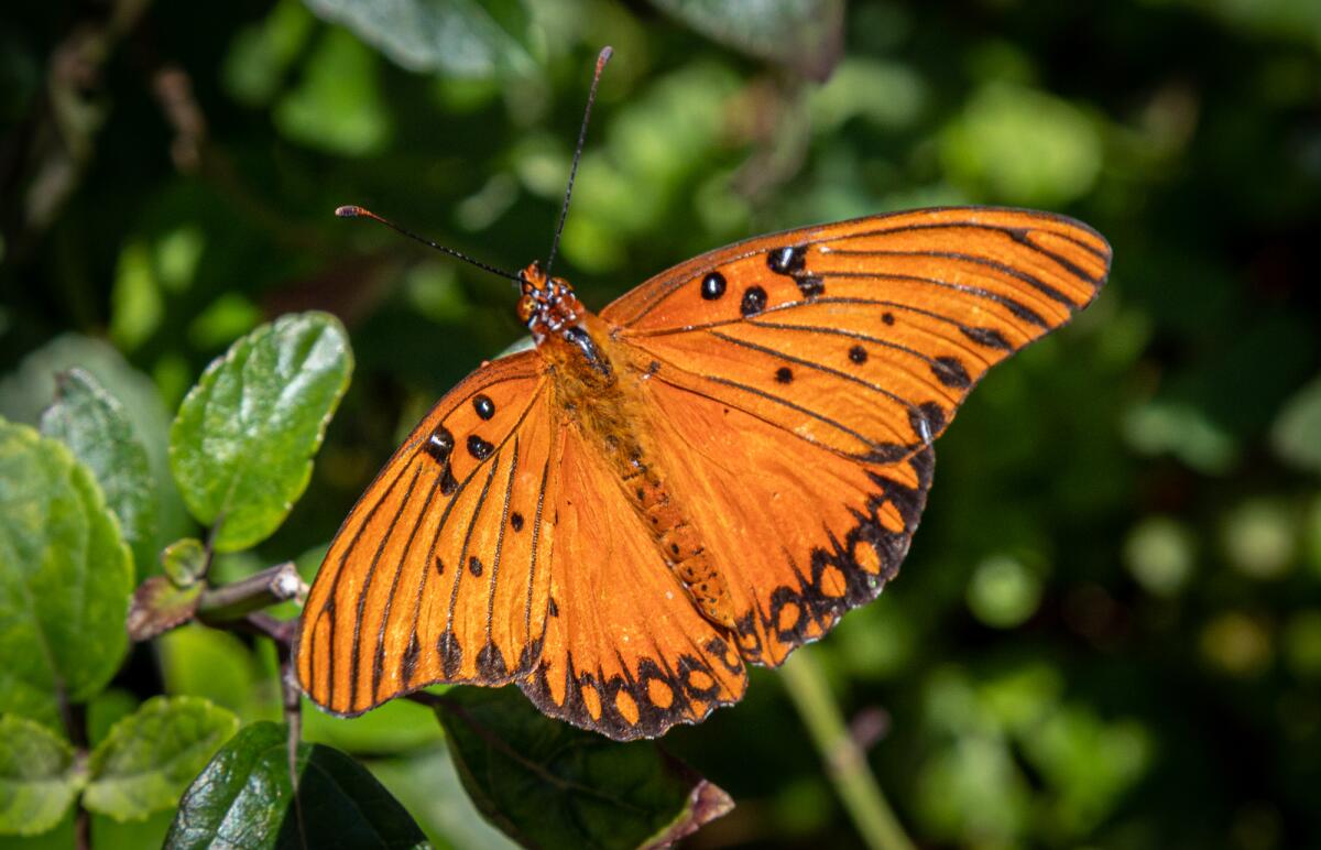 A Gulf fritillary butterfly.