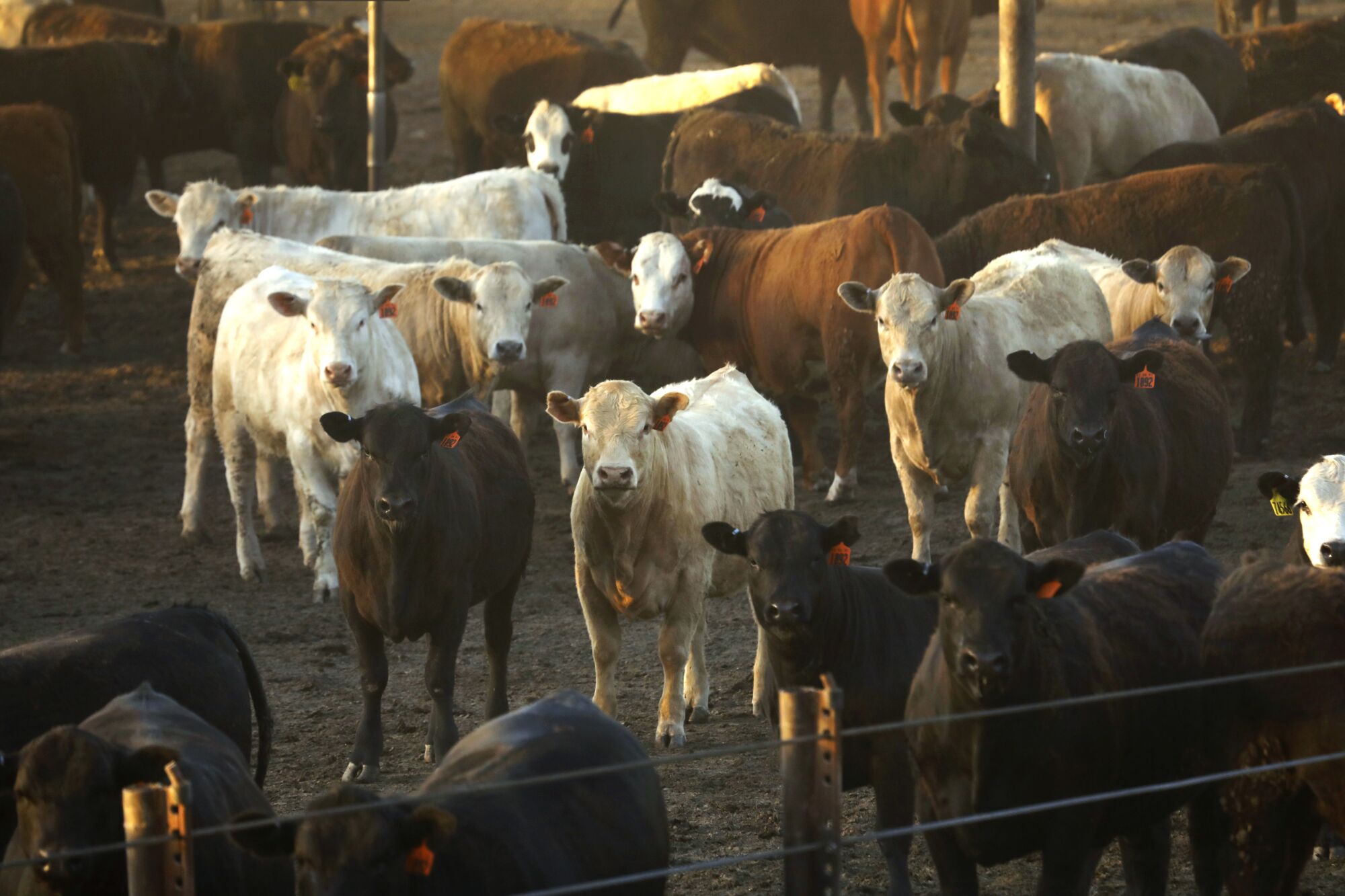 Cattle at Harris Feeding Company