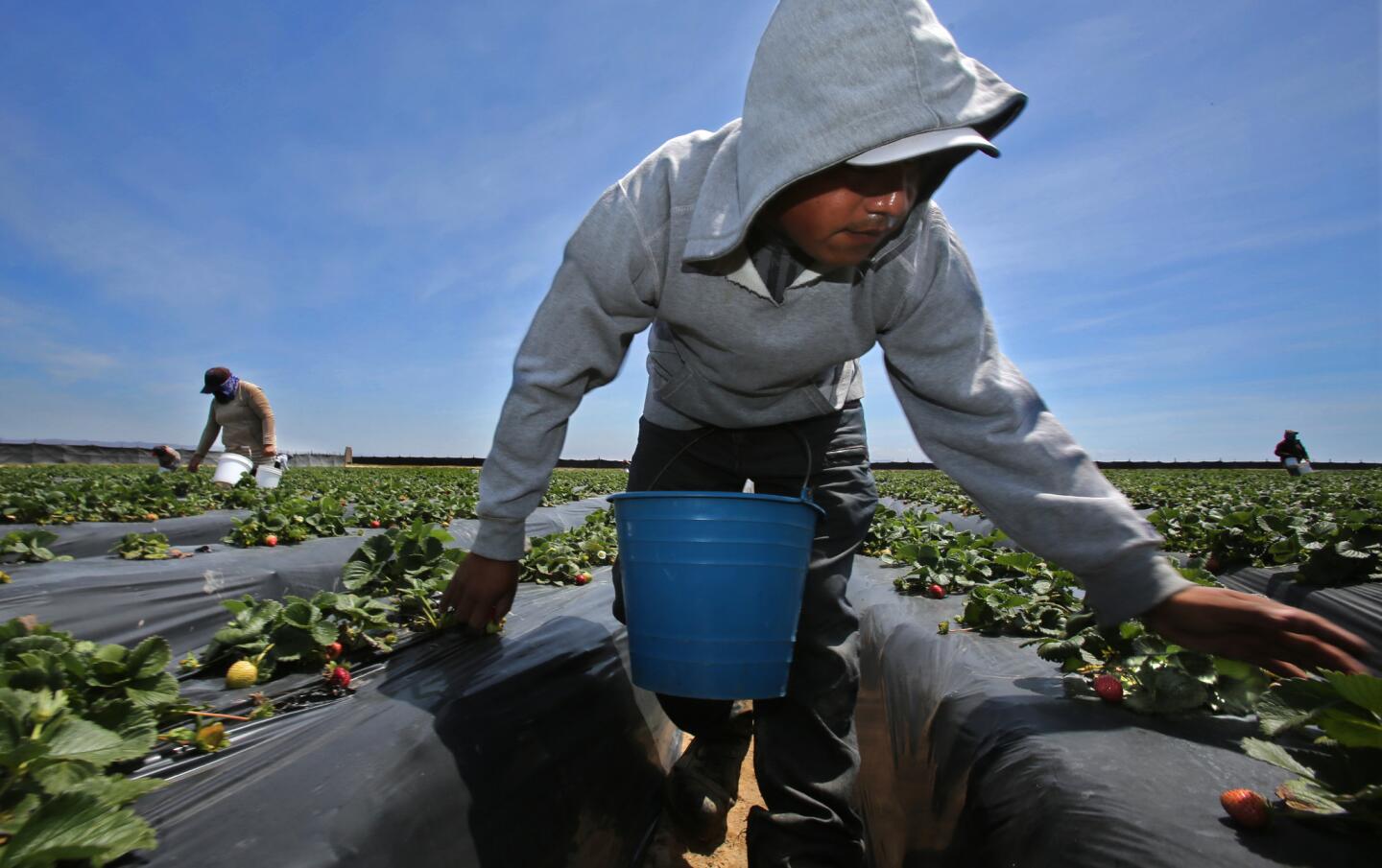 Macedonio de Jesus Lopez picks strawberries for export to the U.S. at the DeWayne Hafen farm in the San Quintin Valley of Baja California.