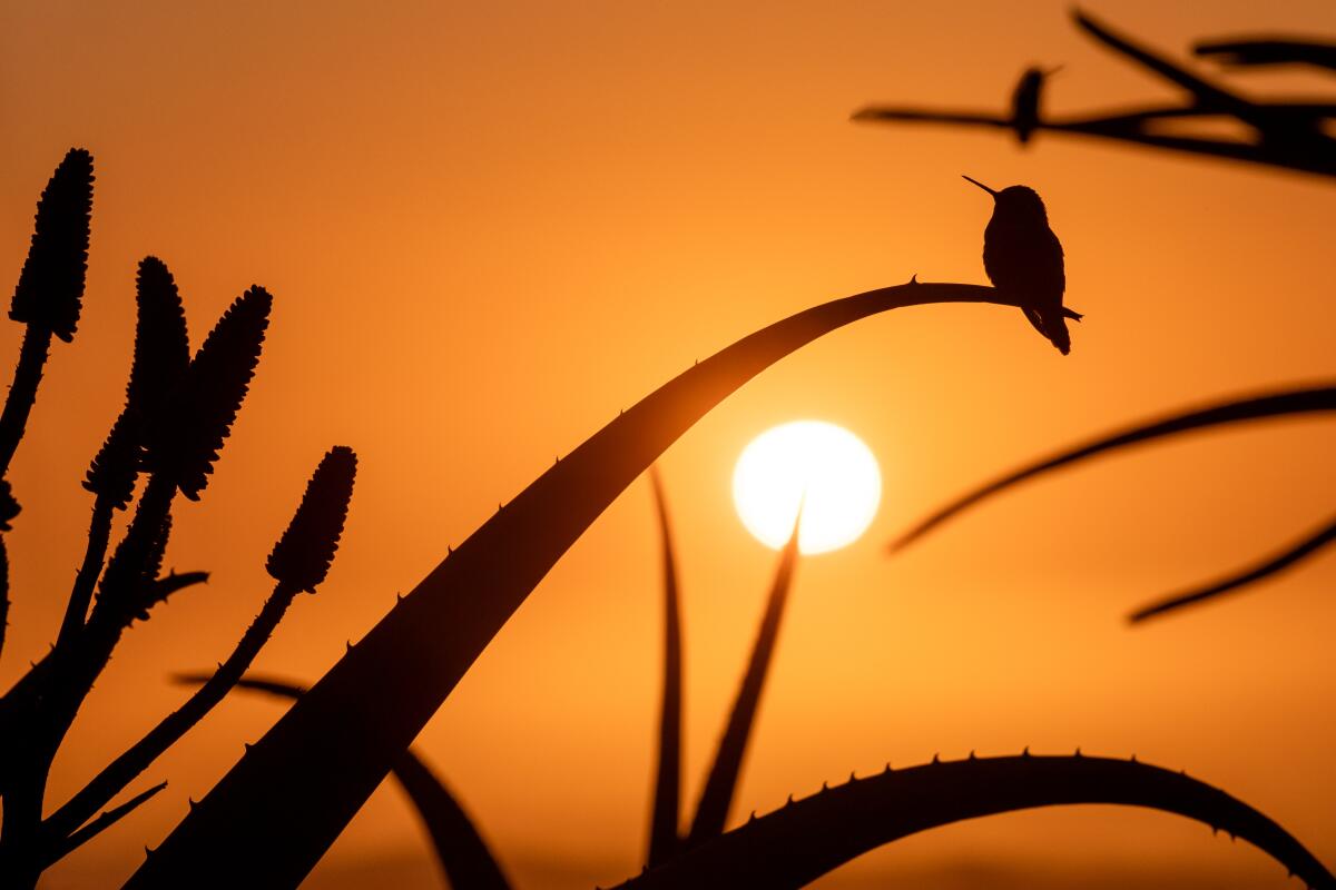 This photo of a pair of hummingbirds taken at sunset appears in Roy Toft’s “Wild Ramona” photography book.