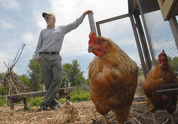 Chickens roam a pen at Troy Gardens