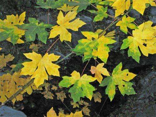 Leaves turn from green to gold above the stream in Icehouse Canyon.