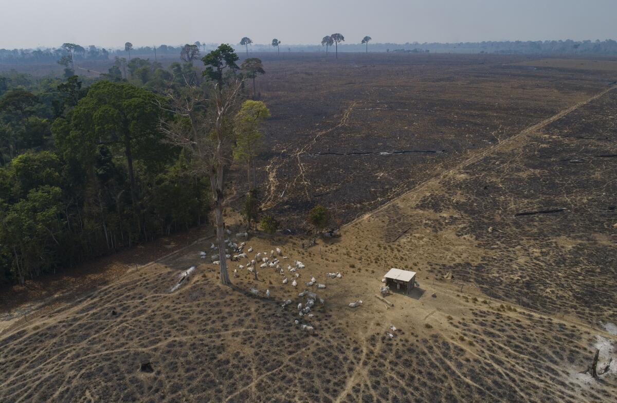 ARCHIVO - Ganado pasta en tierras recientemente quemadas y deforestadas por ganaderos 