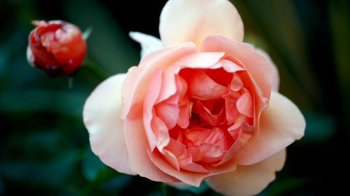 Roses need tending now to produce beautiful blooms, such as this David Austin English rose, Ambridge.