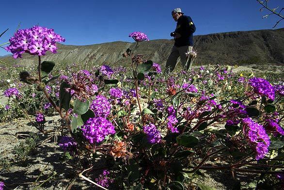 A member of the Camera Guild of Sun City, Ariz., walks through a patch of purple wildflowers, which are blooming across the desert floor of the state park.