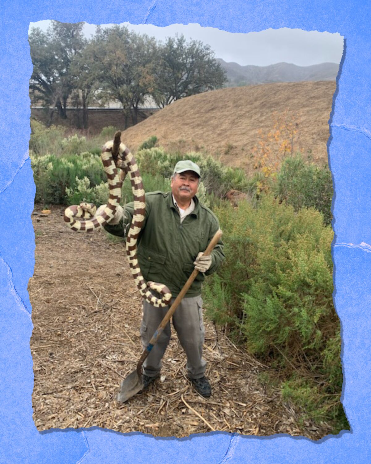 A man hoists a king snake using a shovel handle.