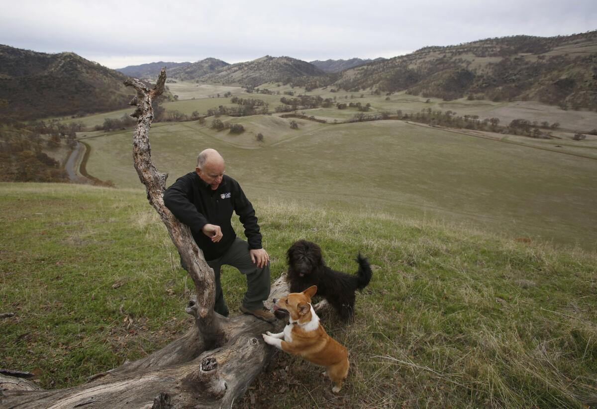 Former Gov. Jerry Brown pauses while taking a walk with his dogs Colusa, center, and Cali, right, on his Colusa County ranch near Williams.