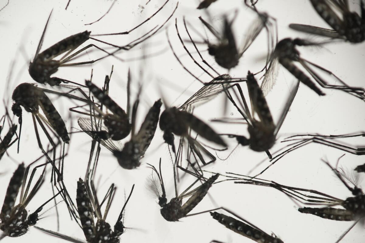 Samples of Aedes aegypti mosquitoes, responsible for transmitting dengue and Zika, sit in a petri dish at the Fiocruz Institute in Brazil.
