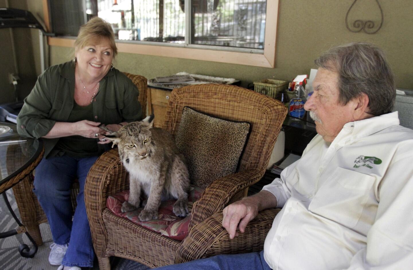Jim and Gina Brockett are owners of Brocketts Film Fauna, a company in Thousand Oaks that supplies reptiles, bugs and other animals to the film industry. Here, they take a seat with a lynx named Aspen.