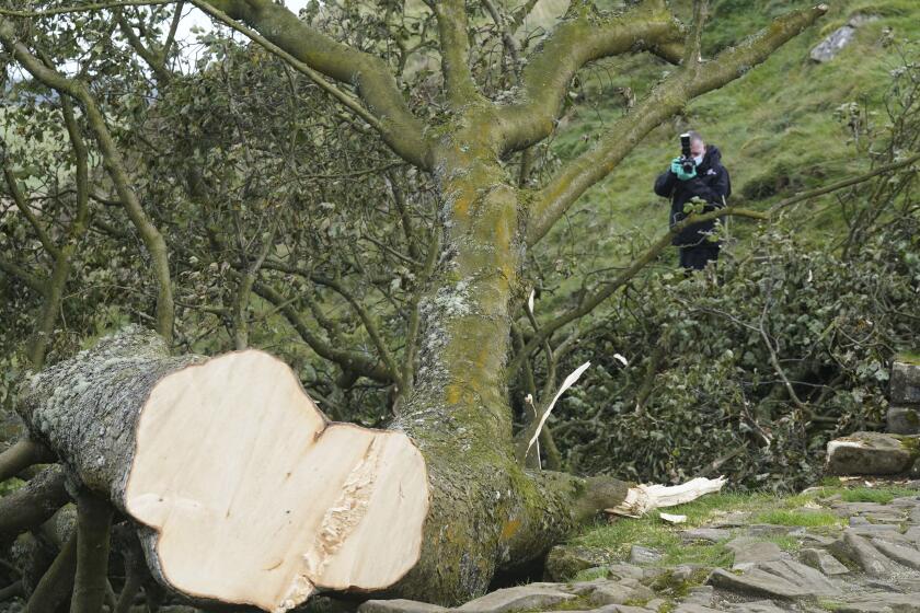 A forensic investigator from Northumbria Police photographs the felled Sycamore Gap tree, in Northumberland, England, Friday Sept. 29, 2023. A 16-year-old boy has been arrested on suspicion of causing criminal damage in connection with the cutting down of one of the UK's most photographed trees. (Owen Humphreys/PA via AP)