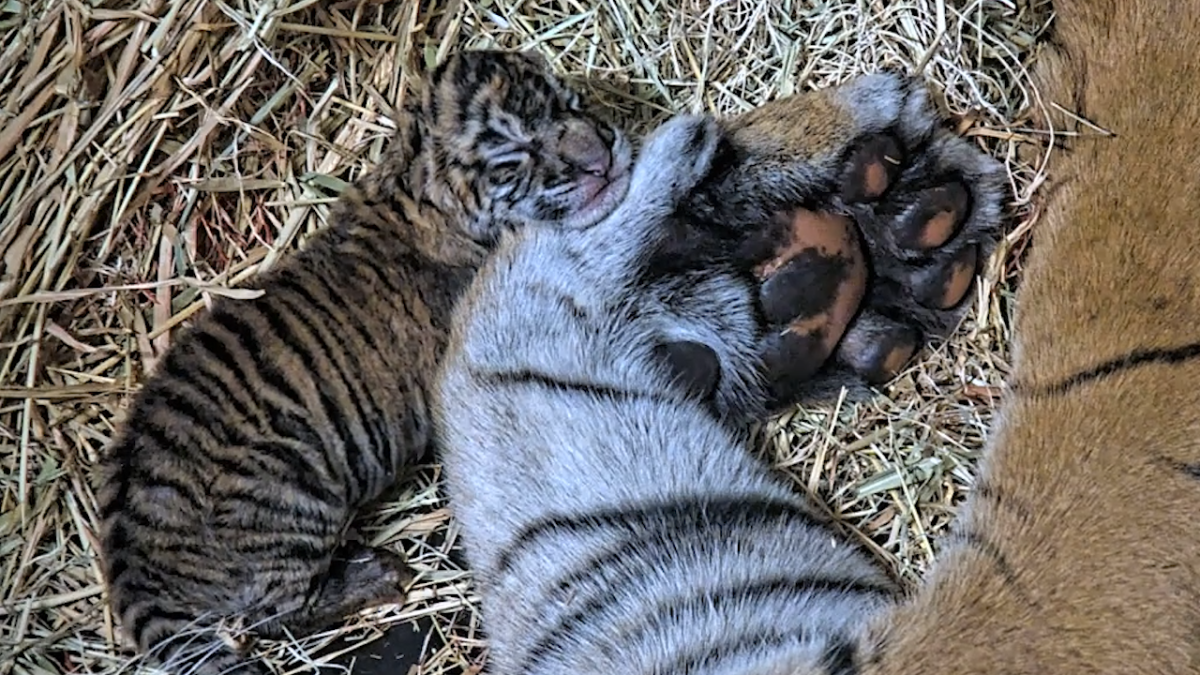 Meet the newborn tiger cubs 